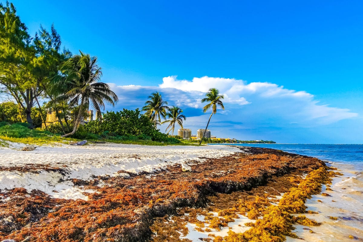 Tourists Warned That Sargassum Will Invade Mexico And Florida Beaches This Spring
